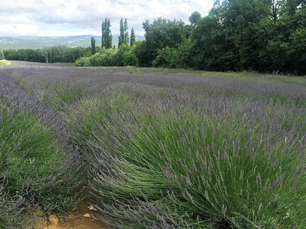 Le Chant Du Coeur Roussillon en Isere Zewnętrze zdjęcie